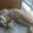 Photo of Sugar B.