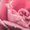 Photo of T P.