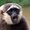 Photo of Gibbons H.