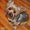 Photo of Doggemini J.