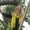 Photo of Tanya S.