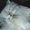 Photo of Kittens M.