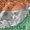 Photo of Bharat D.