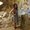 Photo of Jazmin L.