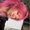 Photo of Lissy P.