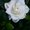 Photo of Online R.