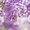 Photo of Lilac Z.