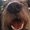 Photo of Chassidy J.