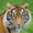Photo of Allison B.