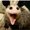 Photo of Boozey F.