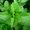 Photo of Mint Y.
