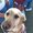 Photo of Chris S.