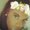 Photo of Akila S.