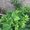 Photo of Anowara Begum C.