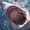 Photo of Shark W.