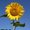 Photo of Qype User (Tor…)