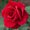 Photo of Rose M.