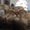 Photo of Cat A.