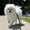 Photo of Suzy A.