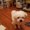 Photo of Pippin S.