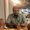 Photo of Sunil P.