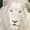 Photo of Al S.