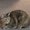 Photo of Sunshine Thelma Belle E.