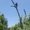Photo of A Tree Surgeon M.