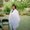 Photo of Solitha K.