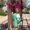 Photo of Lashelle S.