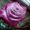 Photo of S M.