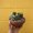 Photo of Prickley P.