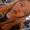 Photo of Lexi R.
