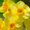 Photo of Jils Flower H.