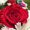 Photo of Urs P.