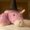 Photo of Miniature U.