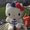 Photo of Cat S.