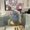 Photo of Sanjana S.