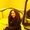 Photo of Noemi M.