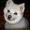Photo of Chgogirl E.