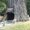 Photo of Large T.