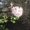 Photo of S S.