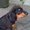 Photo of Priya S.