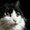 Photo of Layla R.