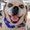 Photo of Puggle J.