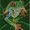 Photo of Frog B.
