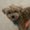 Photo of KitKat N.