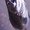 Photo of Deer H.
