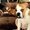 Photo of Kalai N.