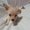 Photo of Shiba P.